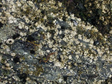 Acorn barnacle clipart