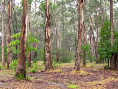 Eucalyptus forest clipart