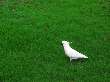 Sulphur-crested Cockatoo clipart