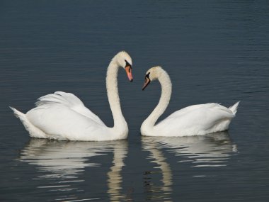 Two Swans, Cygnus olor clipart