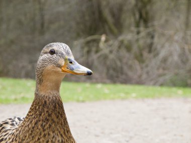 Female mallard clipart