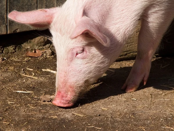 Schwein mit Nase auf dem Boden — Stockfoto