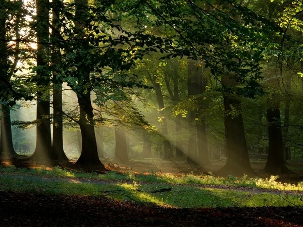 FairyTail lasu — Zdjęcie stockowe