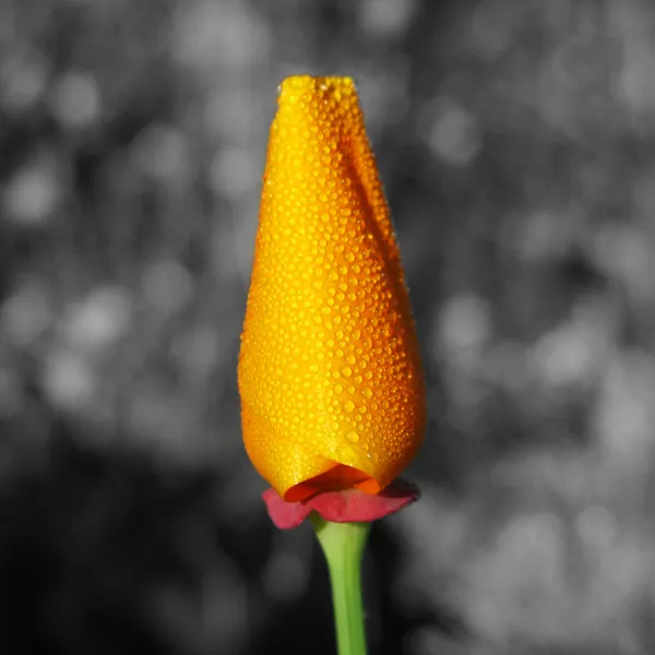 Beautyful Californian poppy — Stock Photo, Image