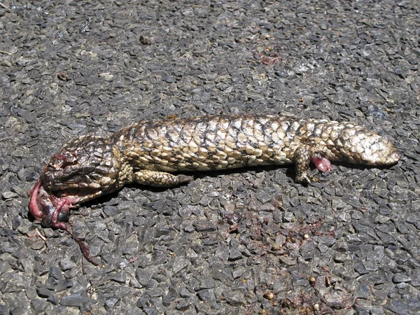 Animal muerto en la carretera —  Fotos de Stock