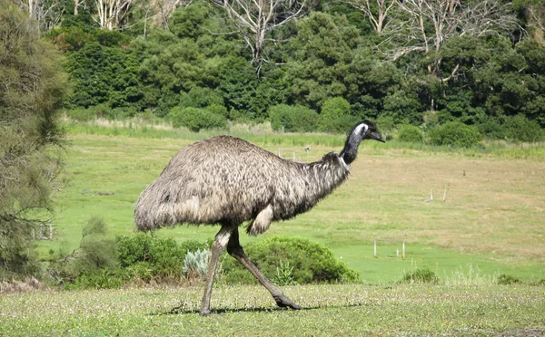 Emu ptak — Zdjęcie stockowe