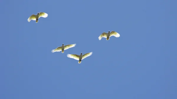 Weiße Kakadus — Stockfoto