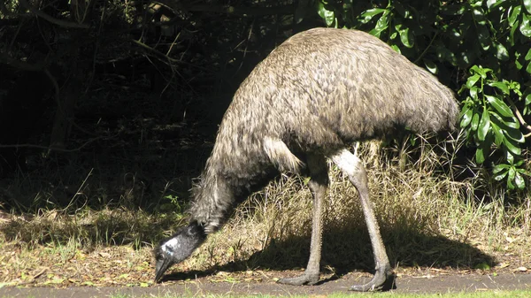 Emu Vogel — Stockfoto