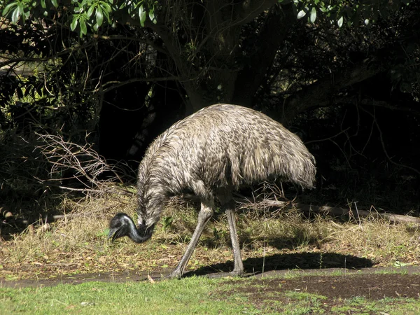 Emu ptak — Zdjęcie stockowe