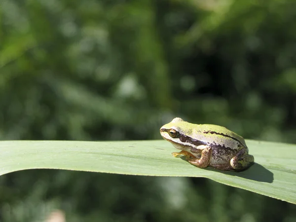 Hyla, tree frog — Stock Photo, Image