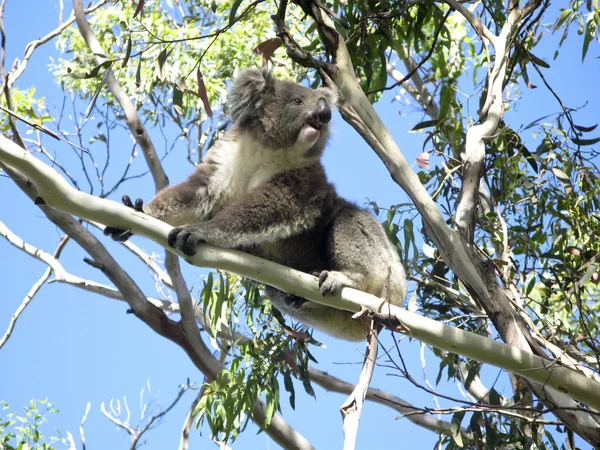 Koala sur l'arbre — Photo