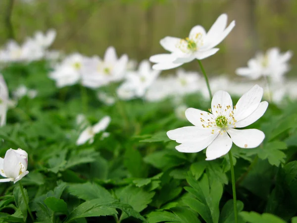 stock image Wood anemone