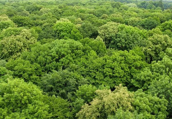 Bosque visto desde arriba — Foto de Stock