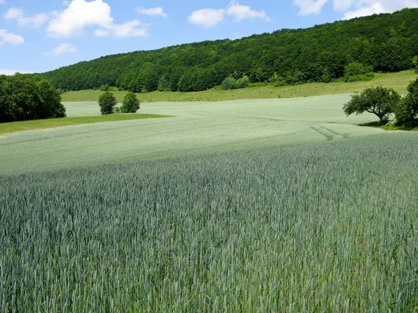 Zelené žitné pole — Stock fotografie