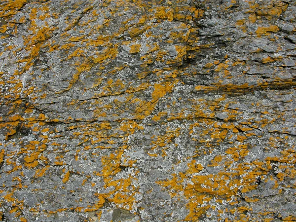 Roccia con Lichene — Foto Stock