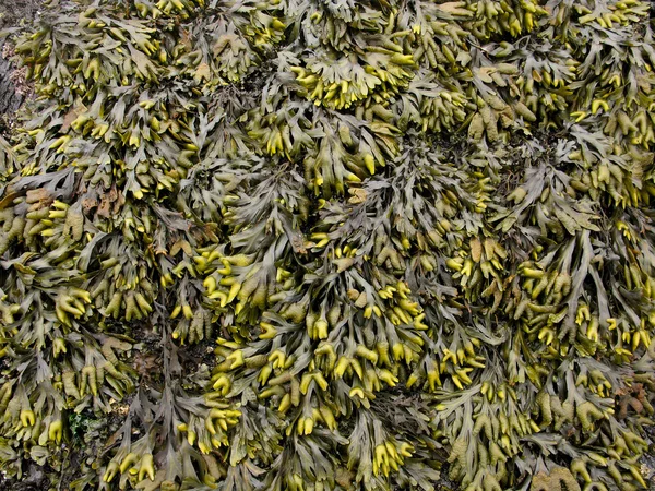 Seaweed background pattern — Stock Photo, Image