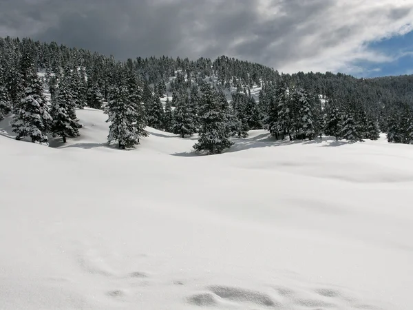 雪に覆われた森林 — ストック写真