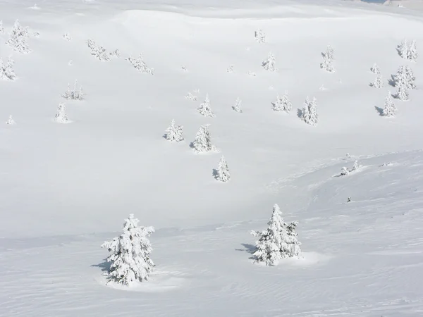 Árboles nevados — Foto de Stock
