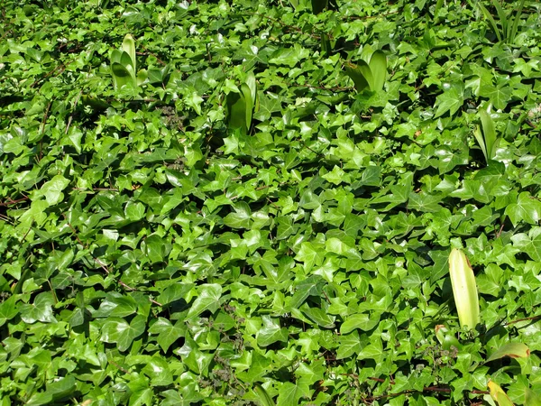 绿色的树叶的常春藤 — 图库照片