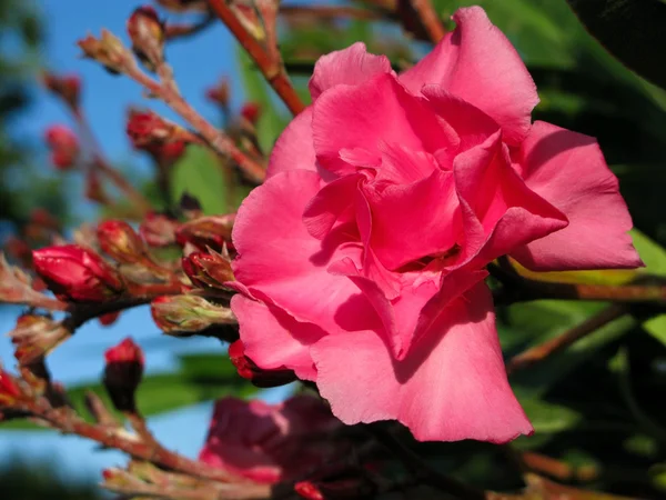 Pink oleander flower — Stock Photo, Image