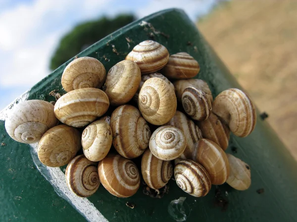 stock image Land snails