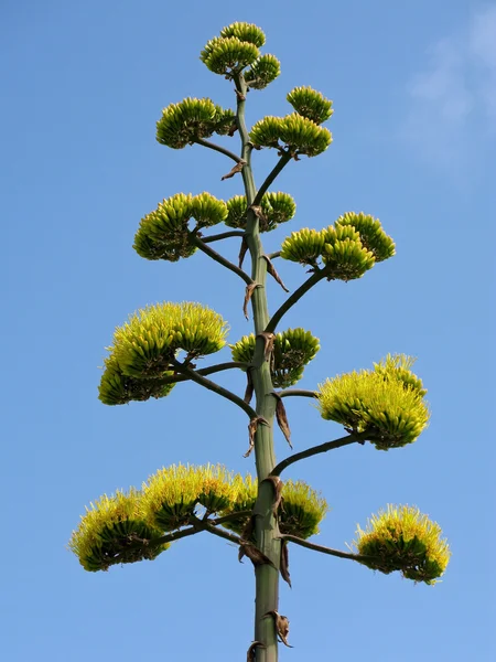 stock image Agave inflorescence