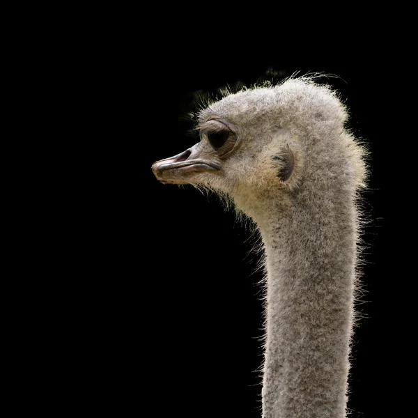 Cabeça de avestruz isolada — Fotografia de Stock