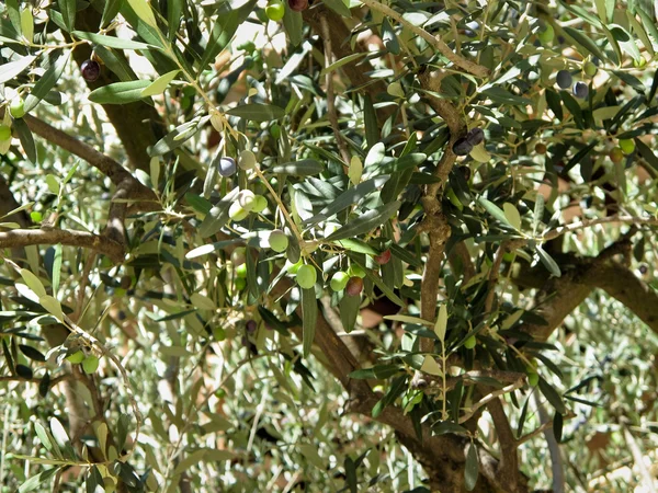橄榄树，详细信息 — 图库照片