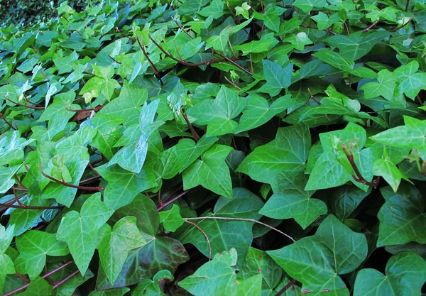Vanliga Ivy, Hedera helix — Stockfoto