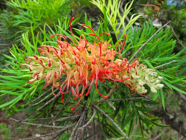 红色花卉澳大利亚、 grevillea — 图库照片