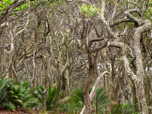 Floresta de eucaliptos formada pelo vento — Fotografia de Stock