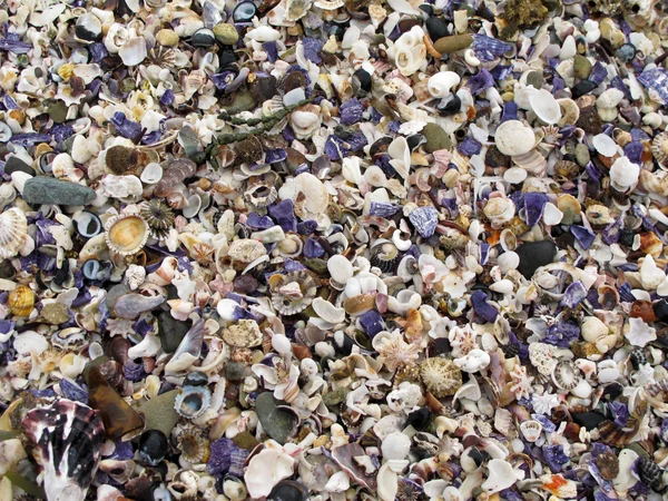 Background of shells — Stock Photo, Image