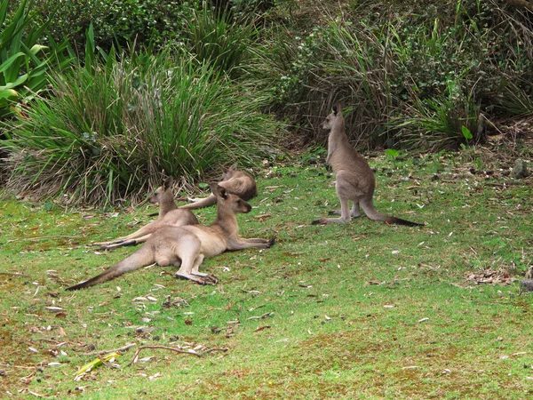 Kangur, Kangur olbrzymi — Zdjęcie stockowe