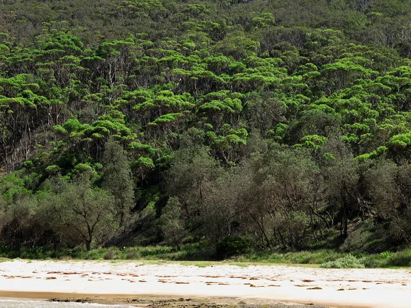 Eukalyptuswälder an der Küste — Stockfoto