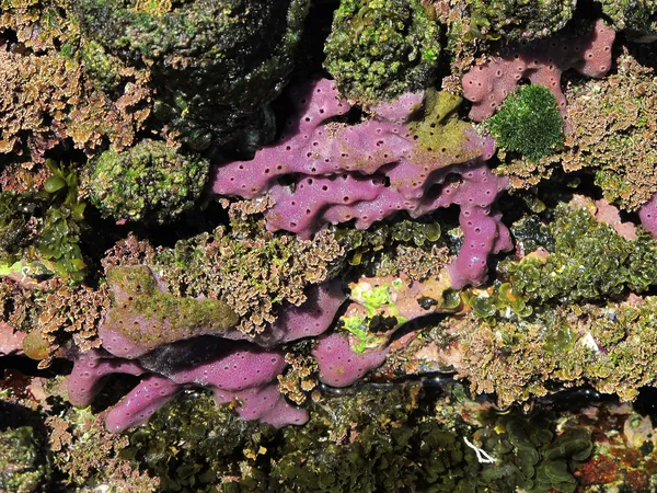 Gąbki morskie, porifera — Zdjęcie stockowe