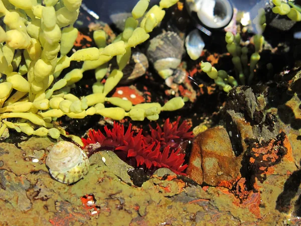 Anémona roja en su hábitat natural —  Fotos de Stock