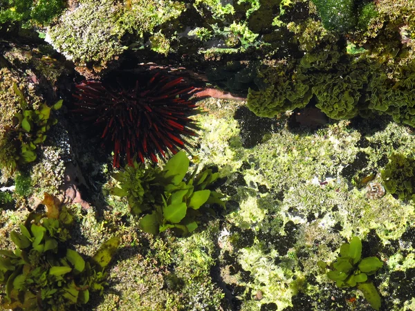 Erizo de mar en su hábitat natural, equinodermo —  Fotos de Stock