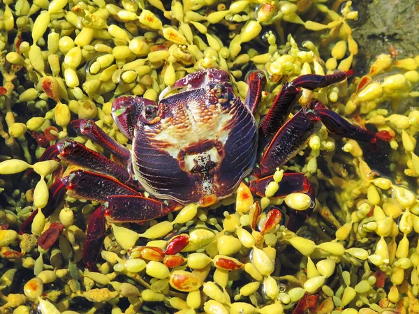 Caranguejo-de-rocha-vermelha, chabrus-da-plagusia — Fotografia de Stock