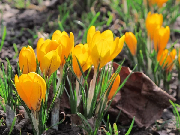 Gelbe Krokusse, Frühlingsszene — Stockfoto