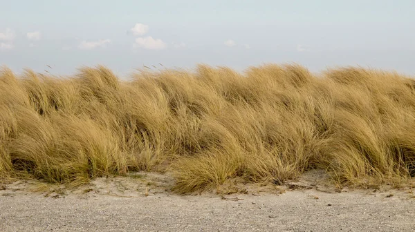 Beachgrass ammophila — 图库照片