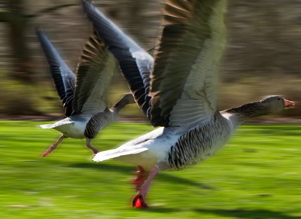 Anser anser, Greylag Goose, starting to fly — Stock Photo, Image