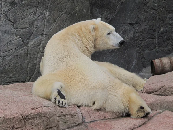 Белый медведь расслабляет, Ursus maritimus — стоковое фото