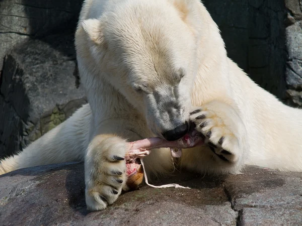 Πολική αρκούδα που τρώει — Φωτογραφία Αρχείου