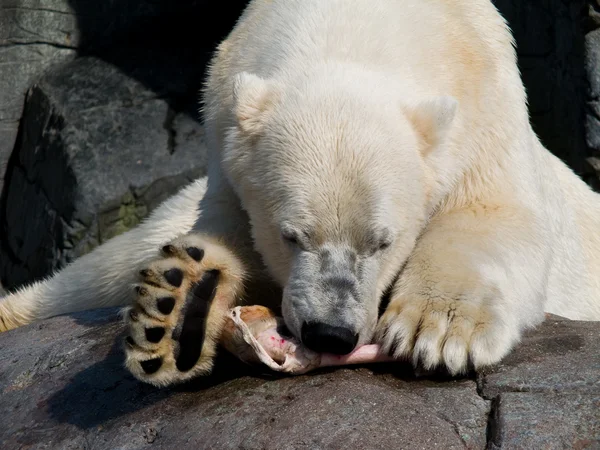 Polar oso comer — Foto de Stock
