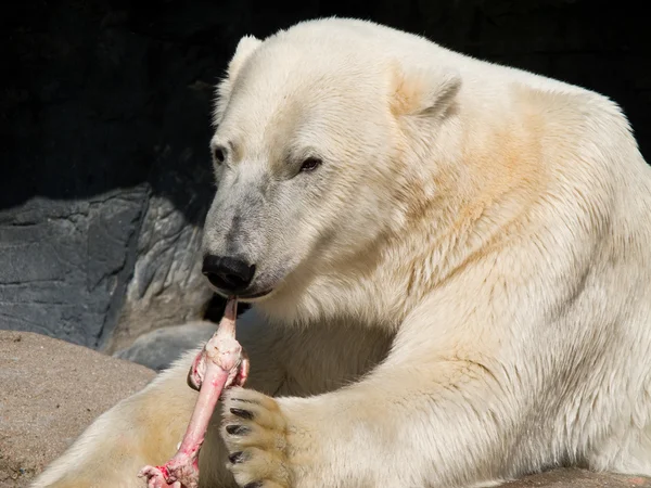 Niedźwiedź polarny, jedzenie — Zdjęcie stockowe