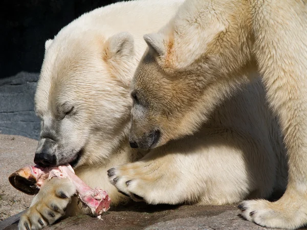 Kaksi jääkarhua syö — kuvapankkivalokuva