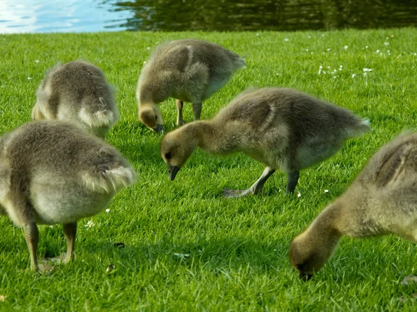 Chicks of greylag goose eating grass — Stockfoto