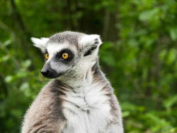 Anello coda lemure con grandi occhi gialli — Foto Stock