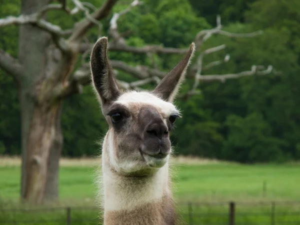 Head of a llama — Stock Photo, Image