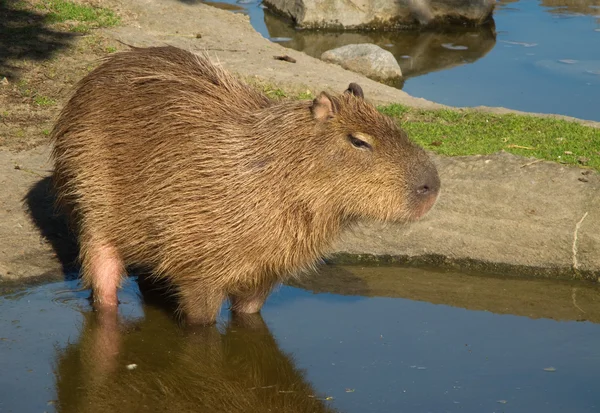 Capibara, hydrochoerus hydrochaeris — Stockfoto